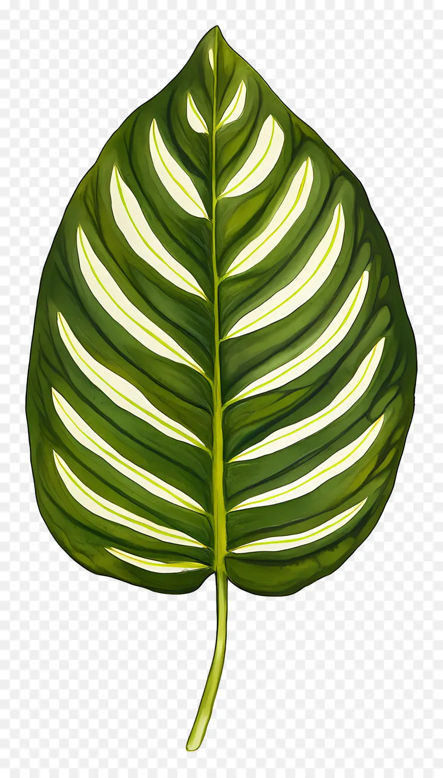 Folha Aquarela，Folha Verde PNG