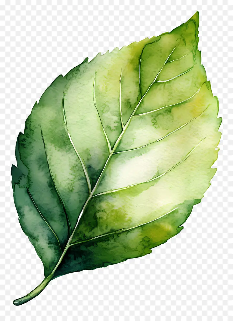 Folha Aquarela，Folha Verde PNG