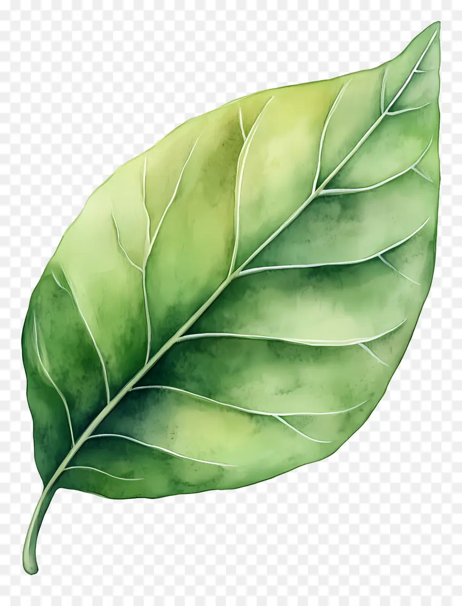 Folha Aquarela，Folha Verde PNG