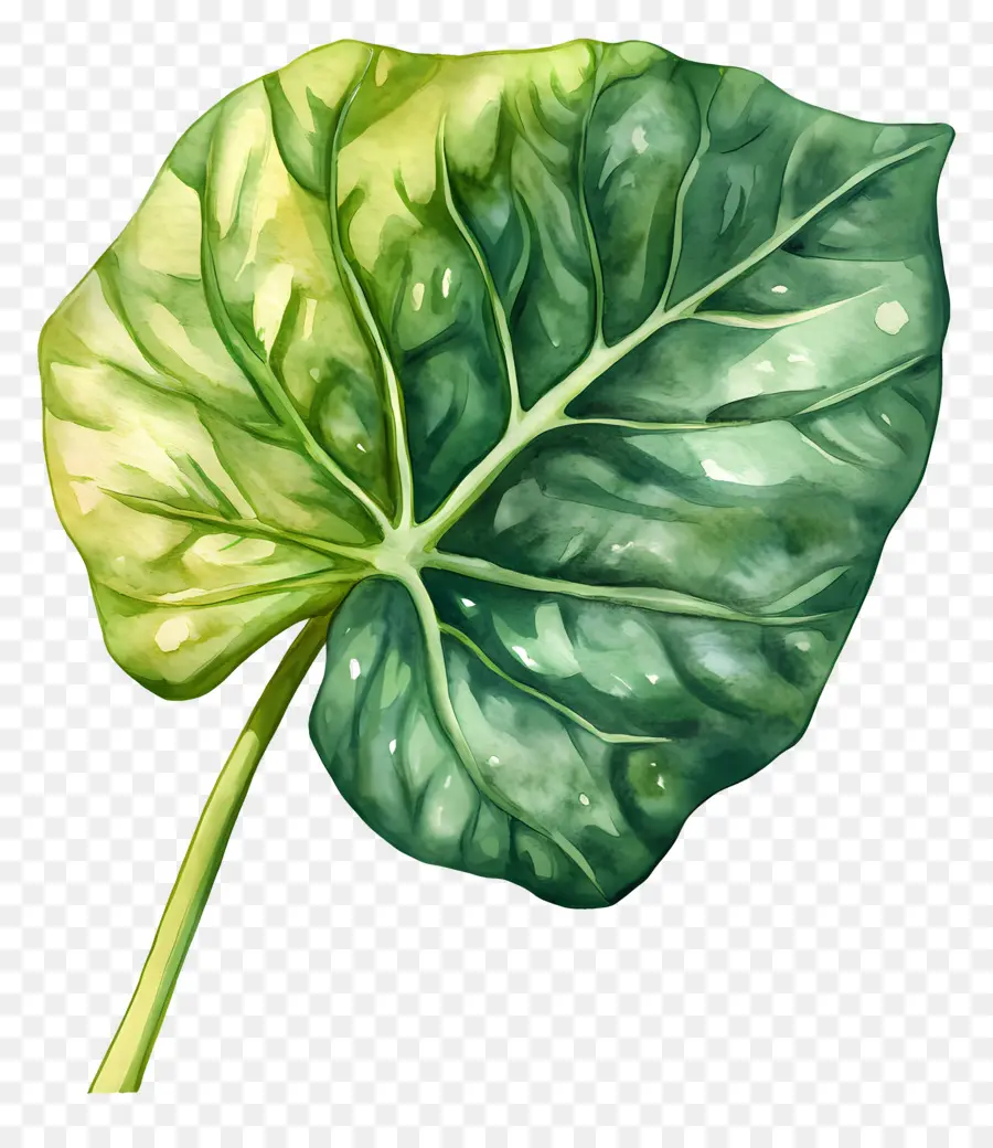 Folha Aquarela，Folha Verde PNG