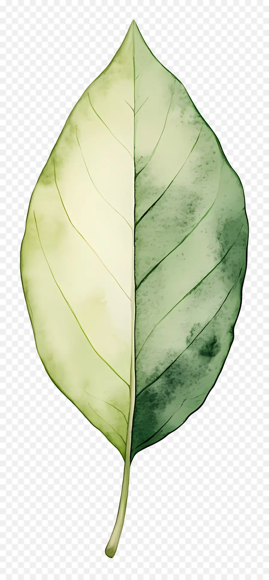 Folha Aquarela，Folha PNG