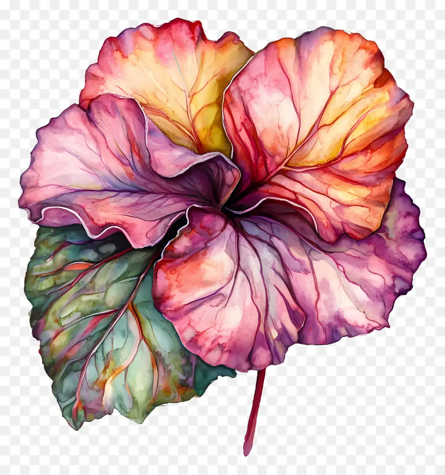 Folha Aquarela，Flor Colorida PNG