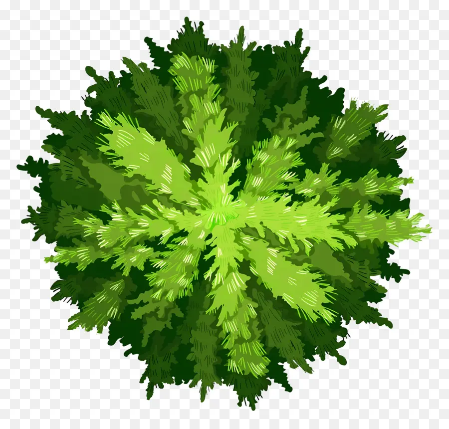 Plano De árvore，Arbusto Verde PNG