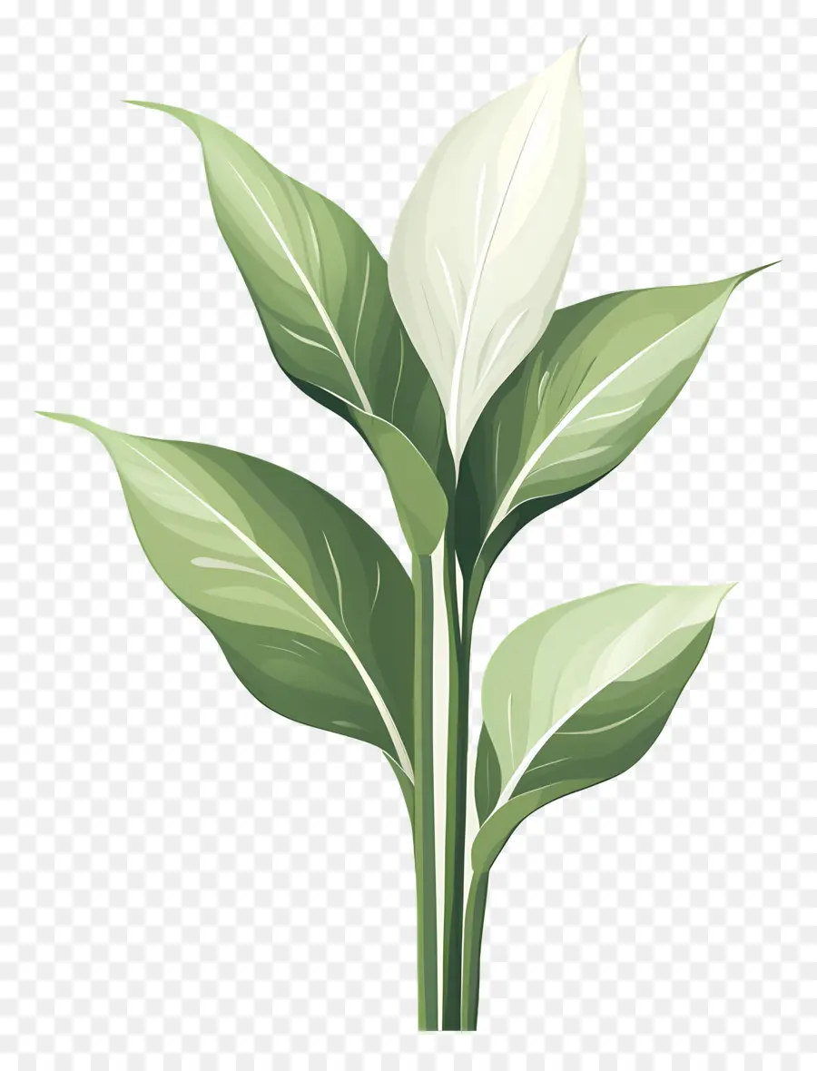 Planta Verde，Folhas Verdes PNG