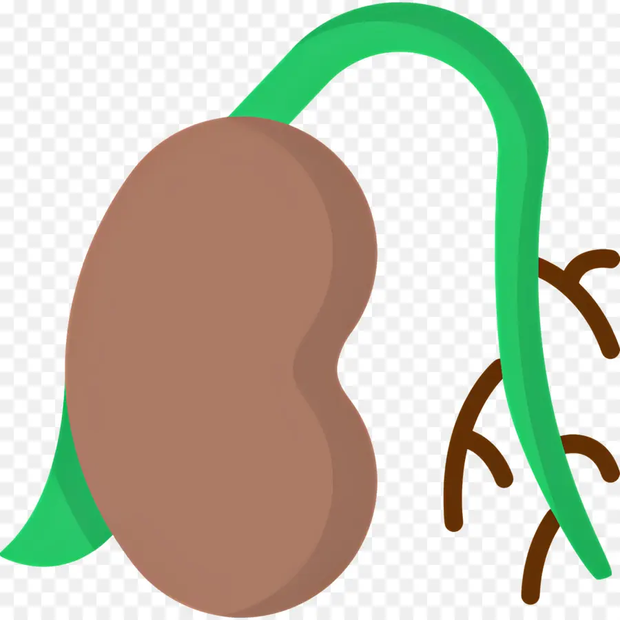 Germinação De Sementes，Rim PNG