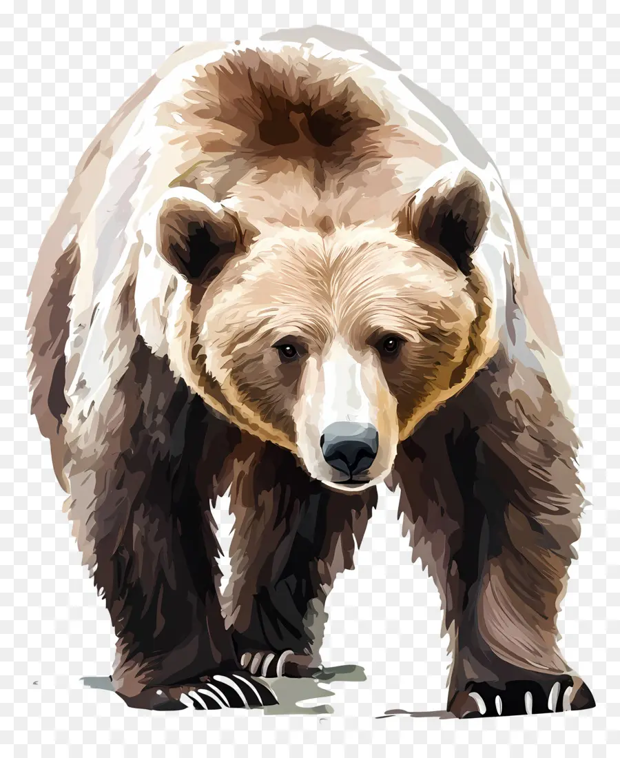 Urso Pardo，Urso PNG