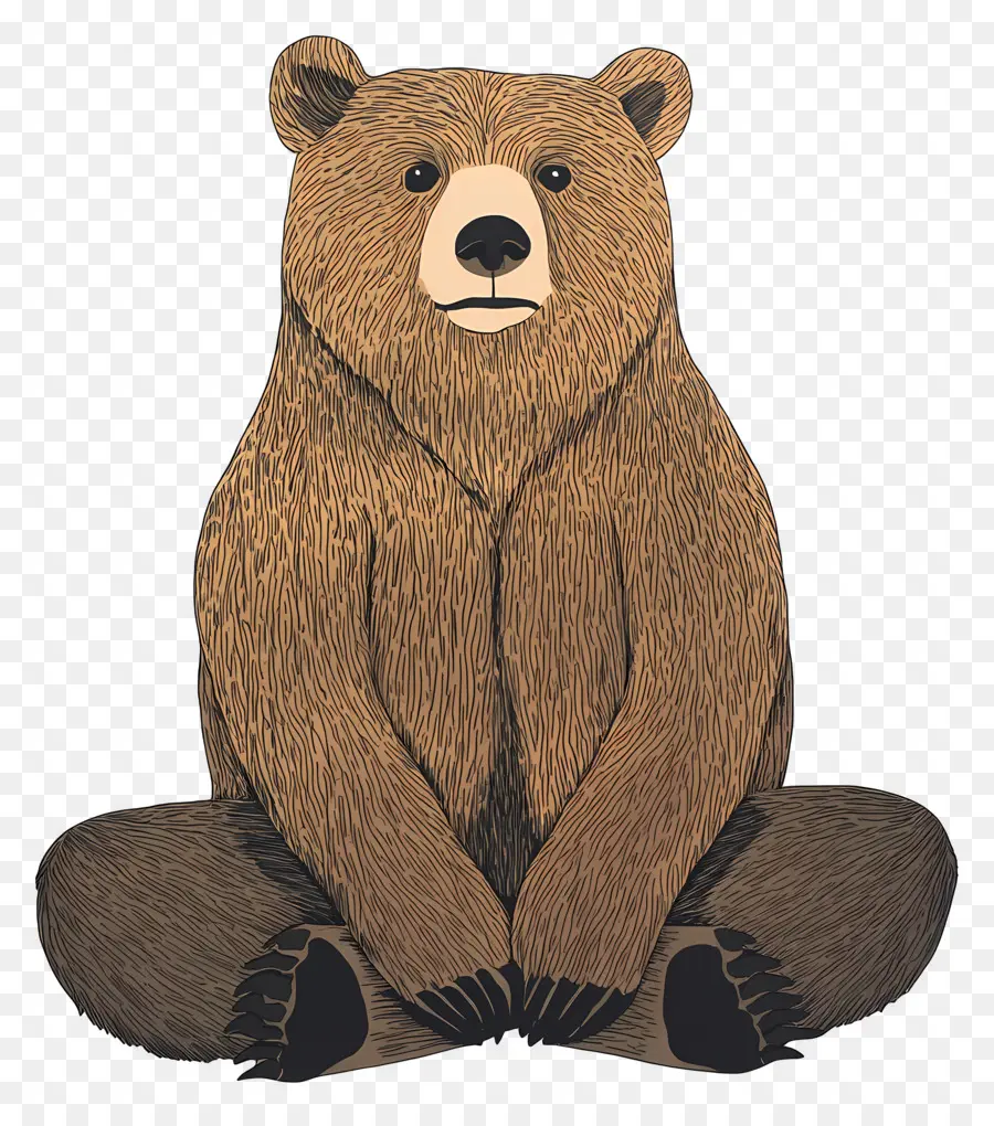 Urso Pardo，Urso PNG