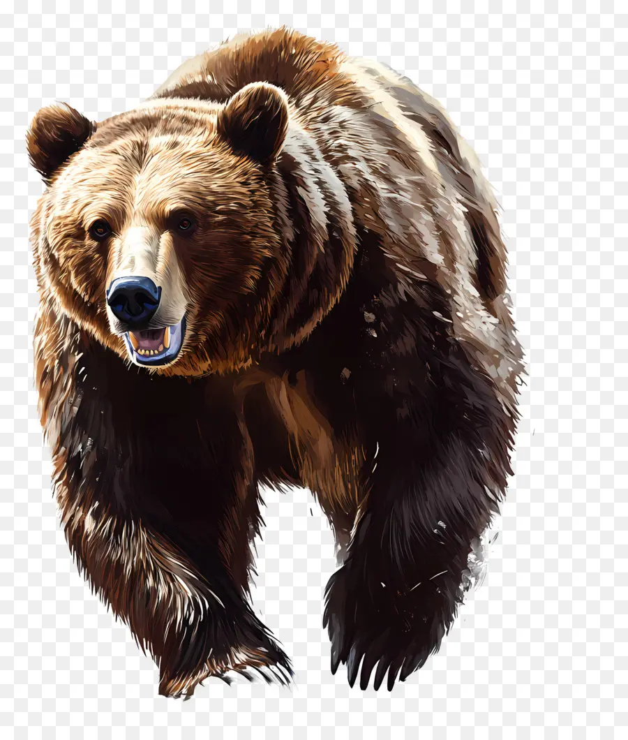 Urso Pardo，Urso PNG