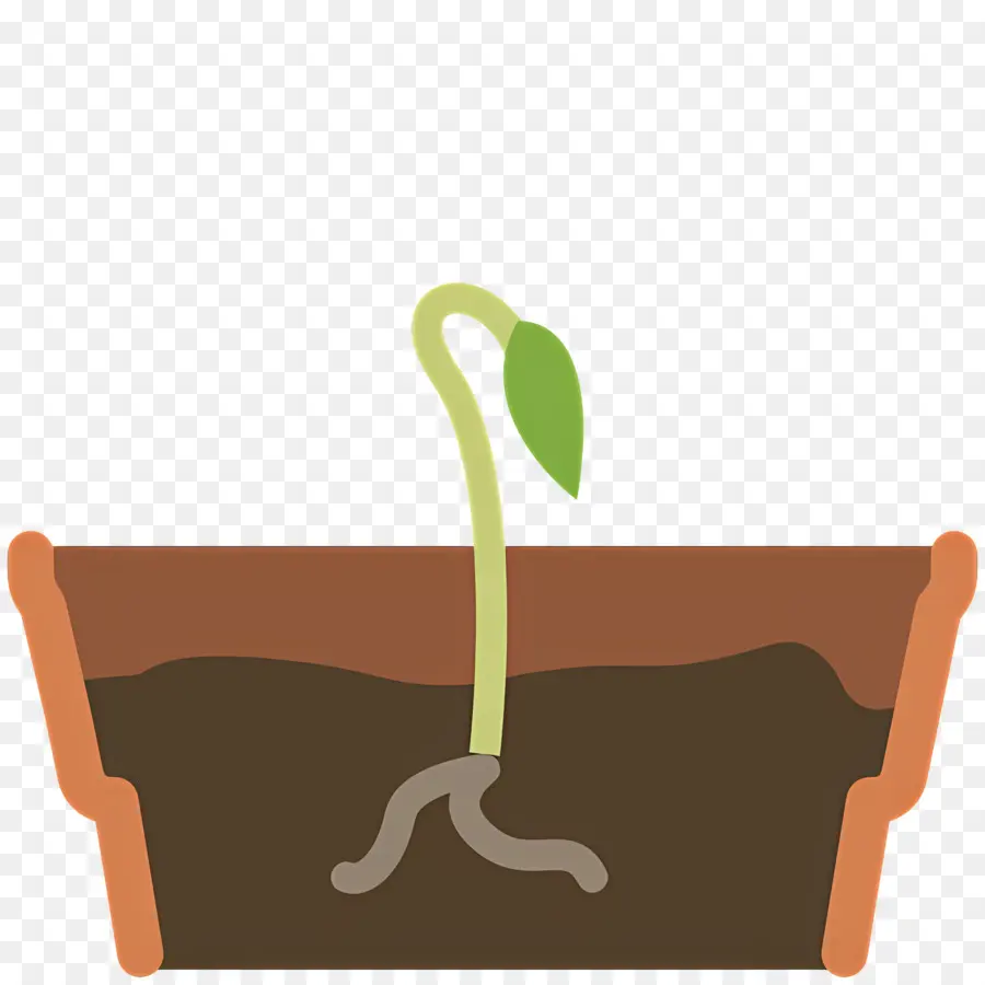 Germinação De Sementes，Broto De Planta PNG