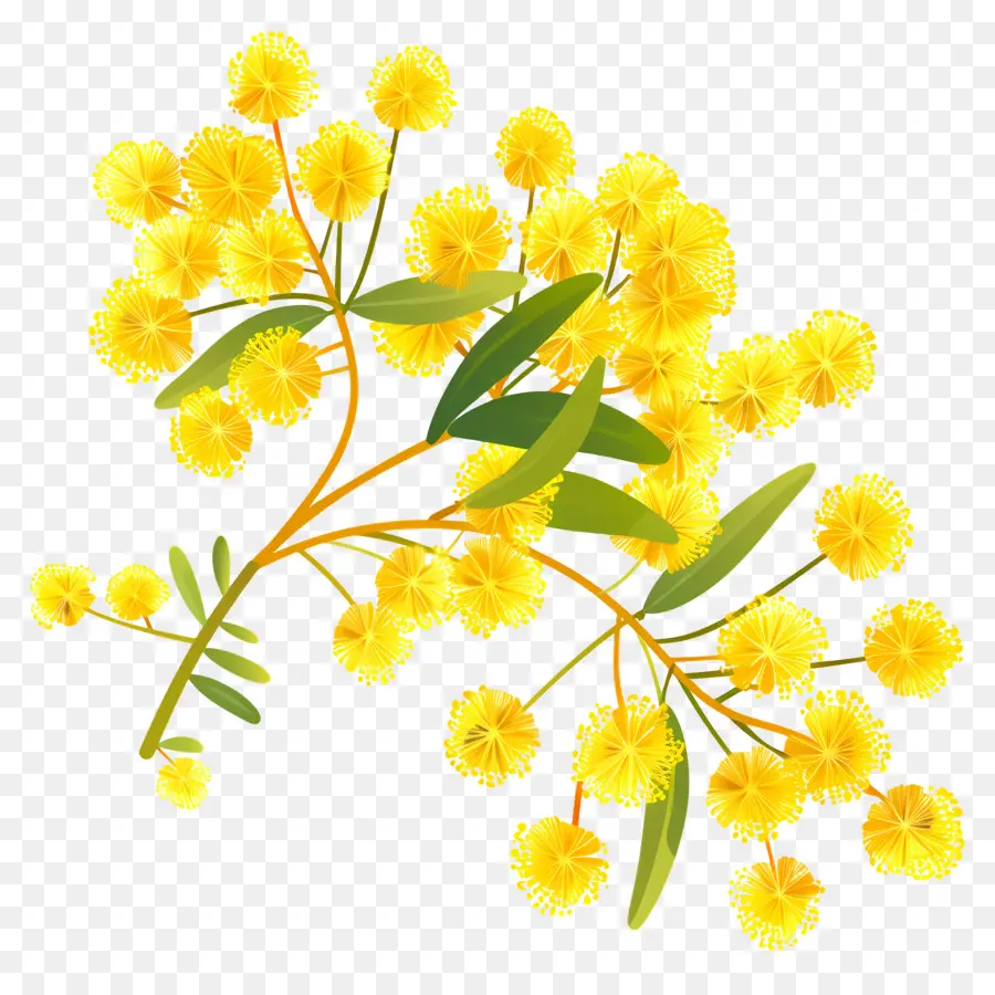 Flores De Mimosa，Flores Amarelas PNG