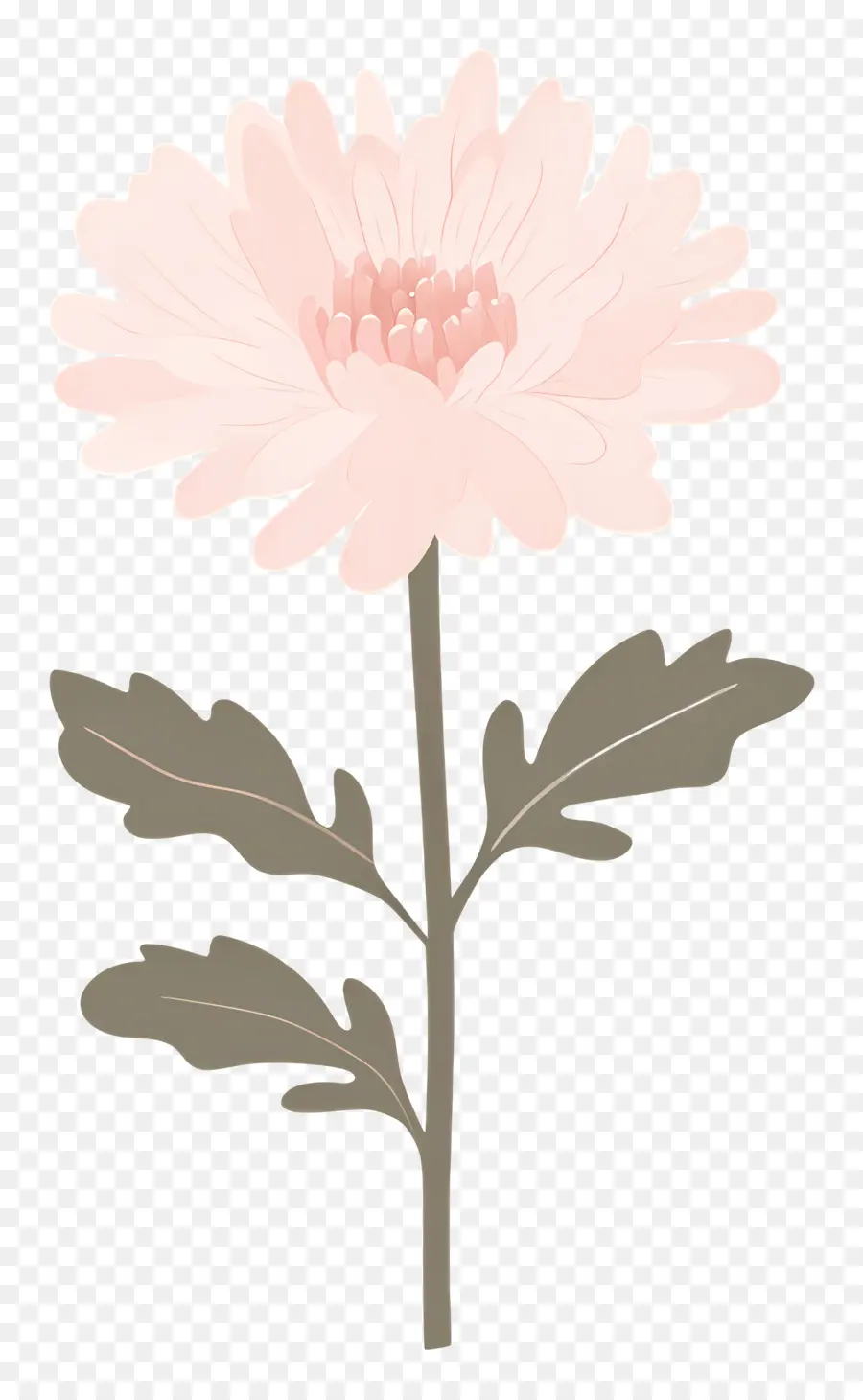 Flor De Crisântemo Rosa，Flor Rosa PNG