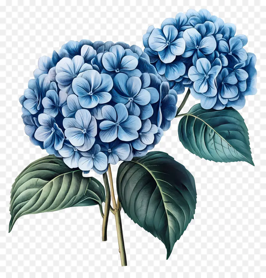 Buquê De Hortênsias，Hortênsia Azul PNG