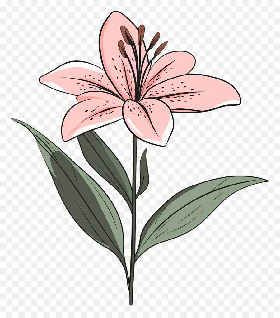 Flor De Lírio Rosa，Flor Rosa PNG