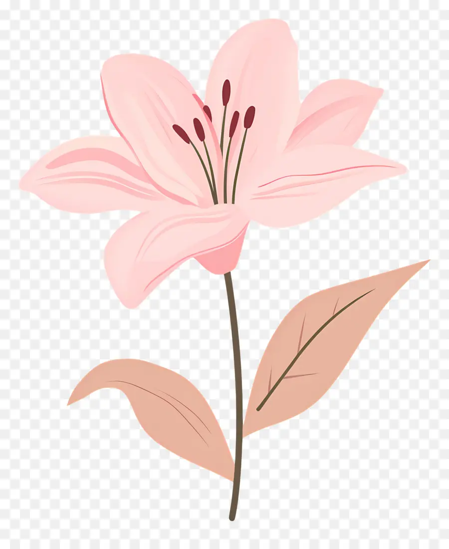 Flor De Lírio Rosa，Flor Rosa PNG