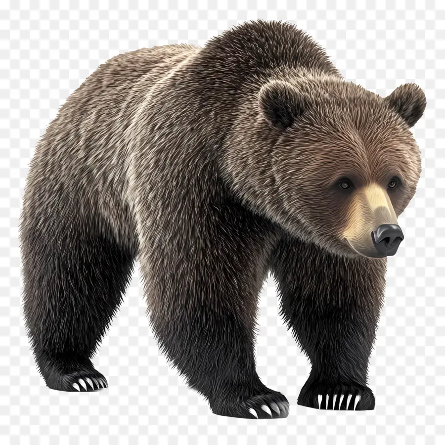 Urso Pardo，Urso PNG