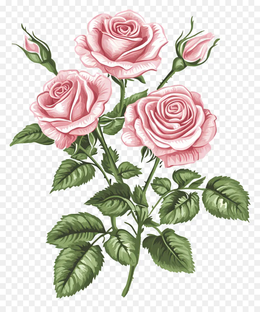 Buquê De Rosas Rosa，Rosas PNG