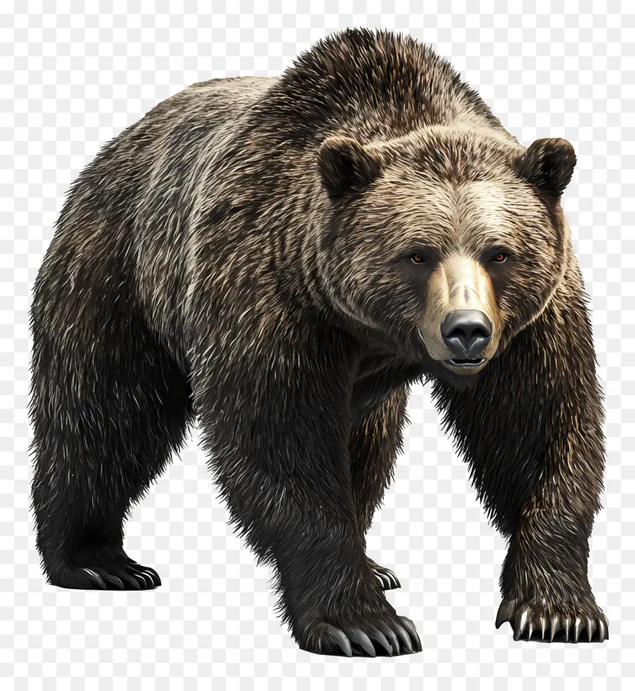 Urso Pardo，Urso PNG