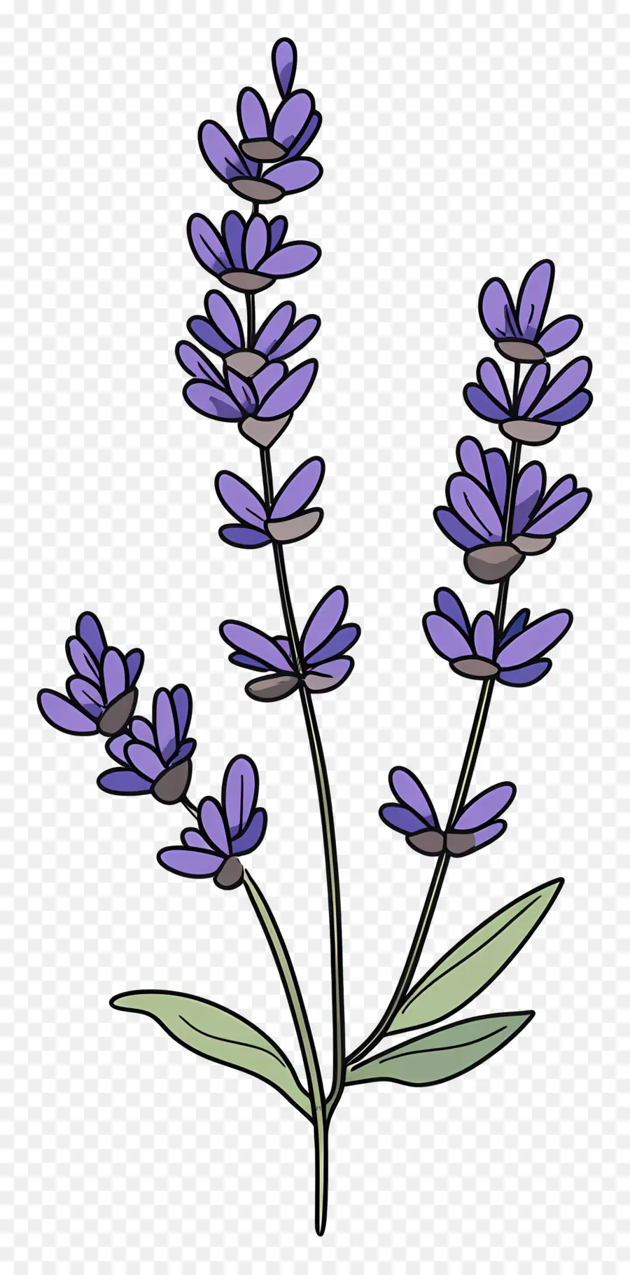 Flor De Lavanda，Lavanda PNG