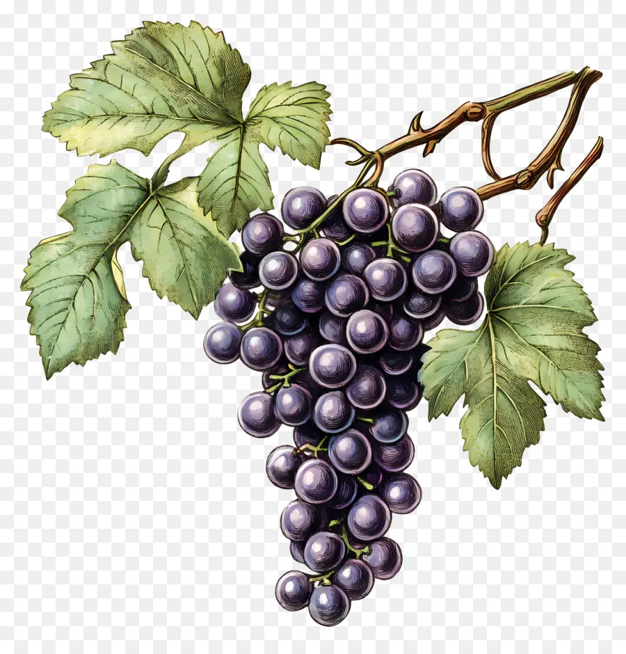 Cacho De Uvas，Uvas PNG