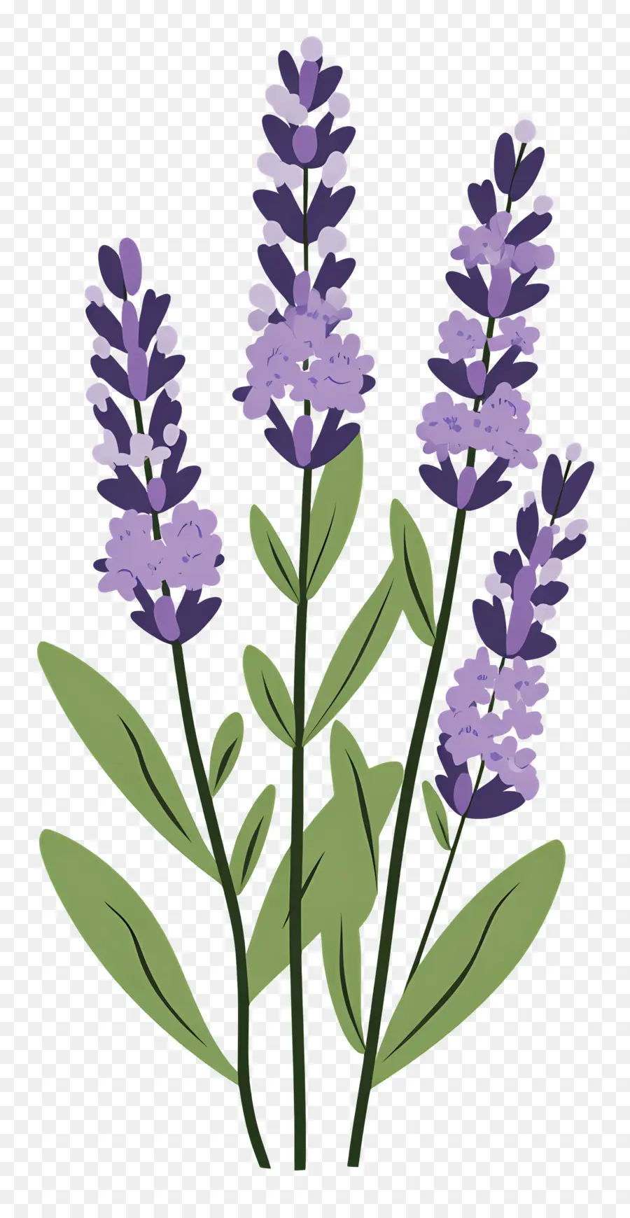 Flor De Lavanda，Lavanda PNG