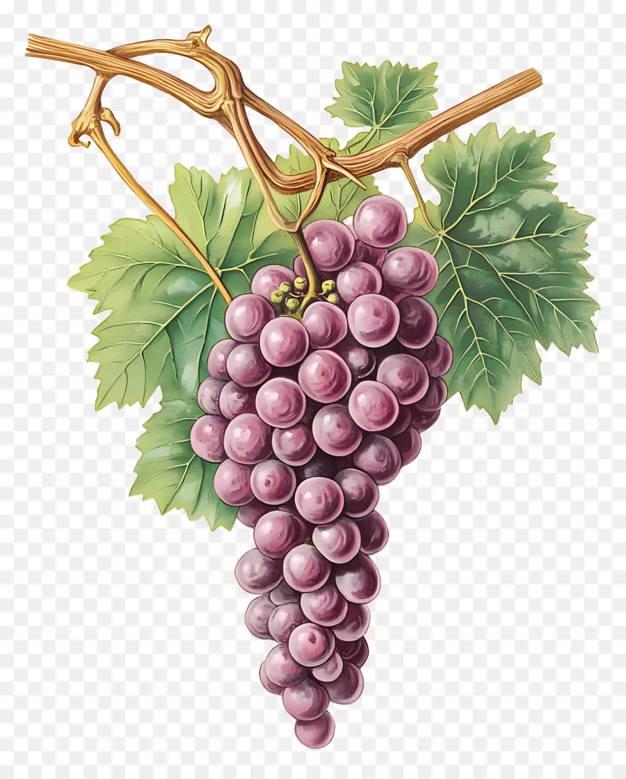 Cacho De Uva，Uvas PNG