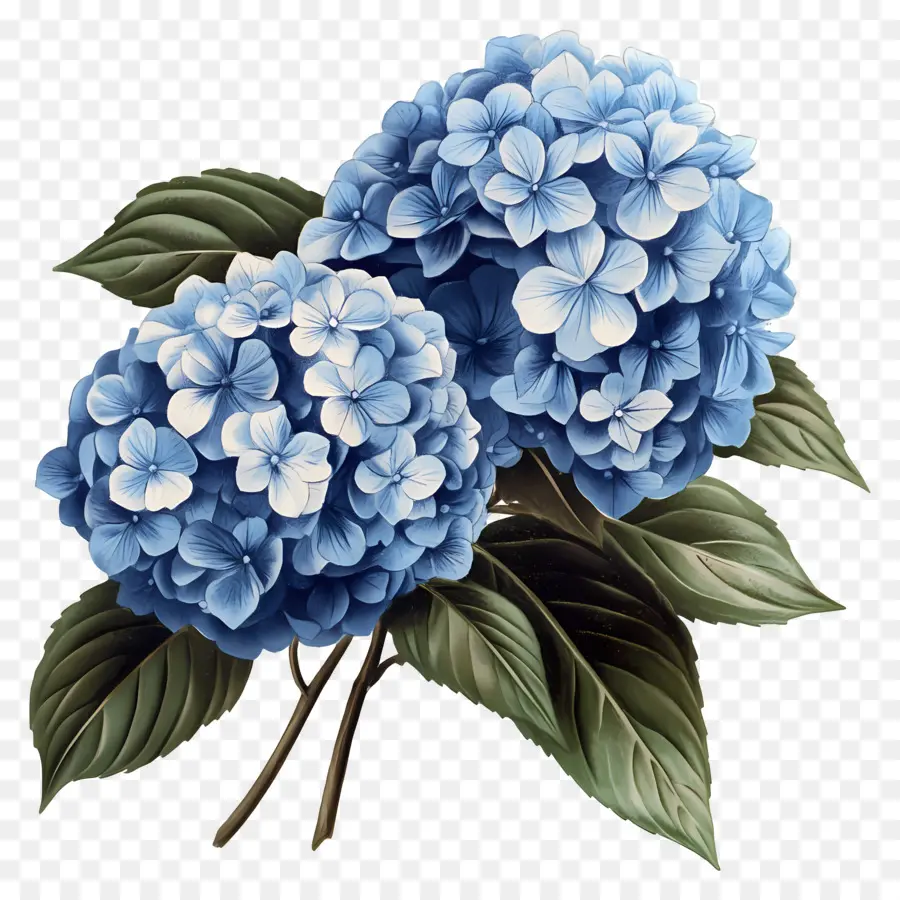 Buquê De Hortênsias，Hortênsia Azul PNG