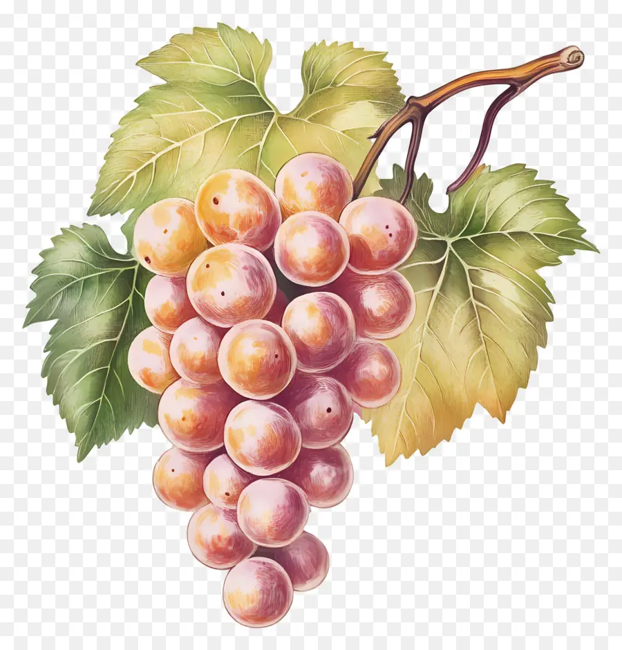 Cacho De Uva，Uvas PNG