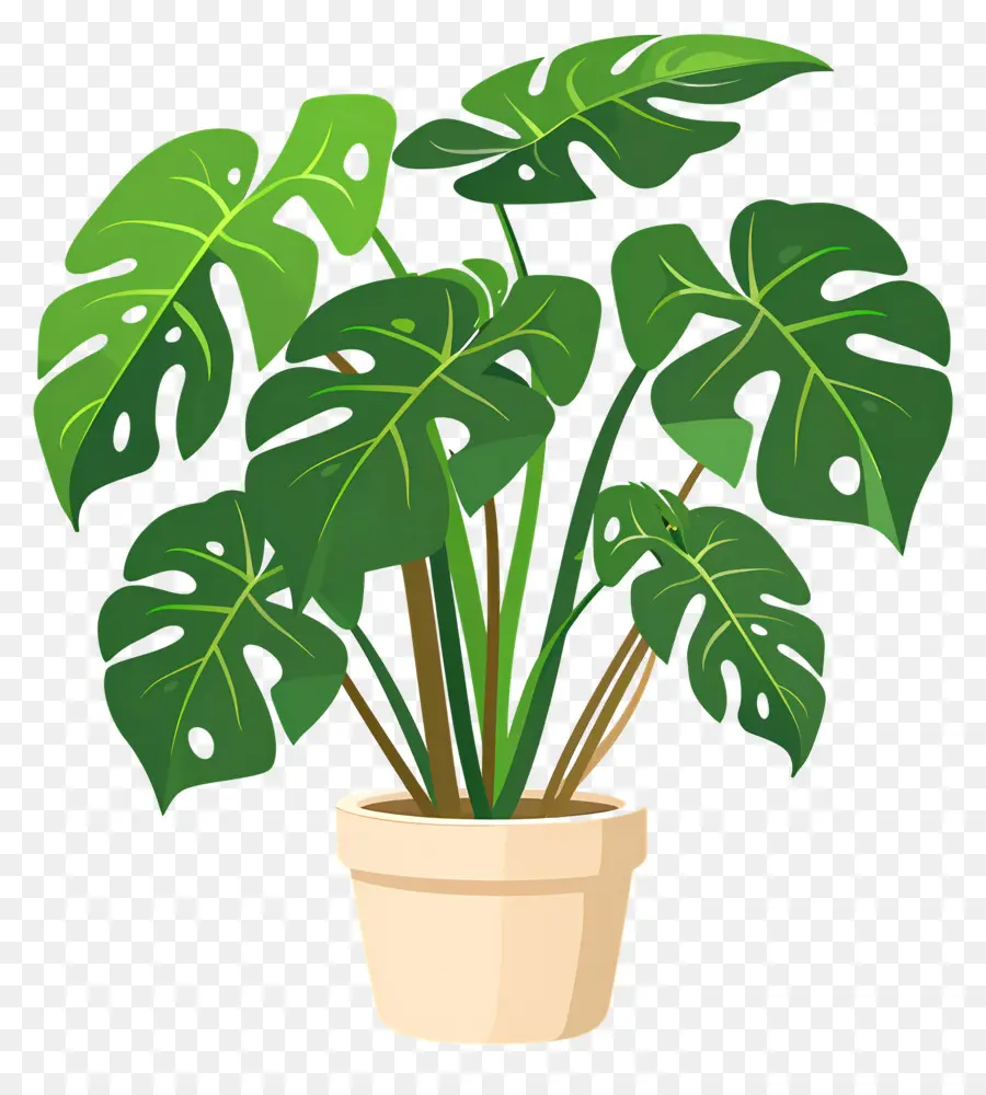 Planta Monstro，Planta Em Vaso PNG