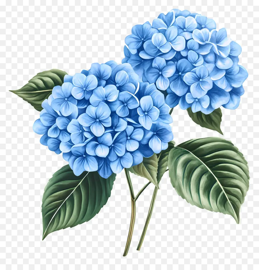 Buquê De Hortênsias，Hortênsia Azul PNG