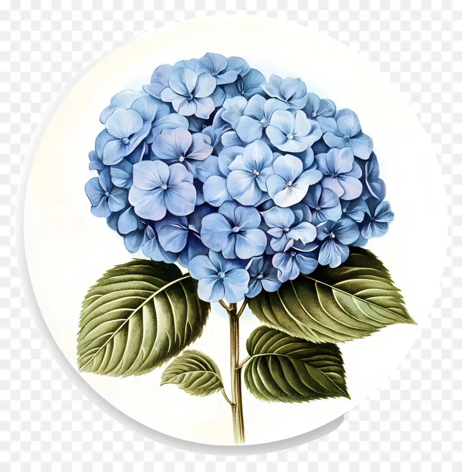 Flor De Hortênsia Azul，Hortênsia Azul PNG