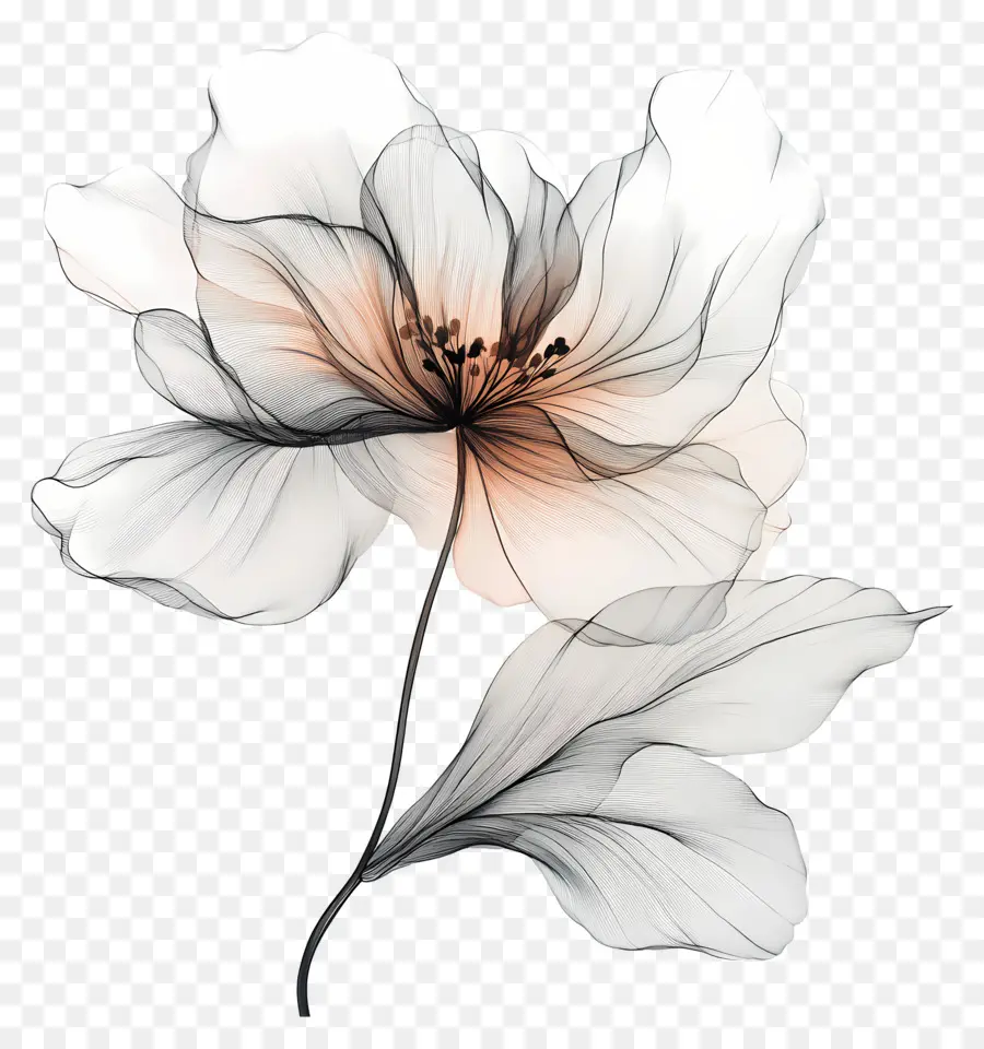 Flor De Linha，Flor Branca PNG