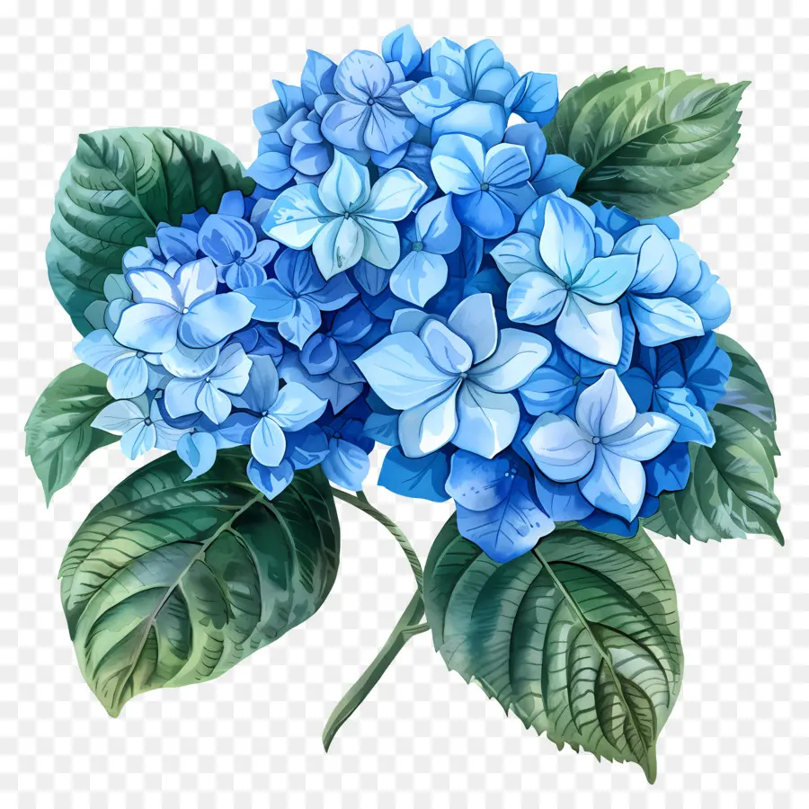 Flor De Hortênsia Azul，Hortênsia PNG