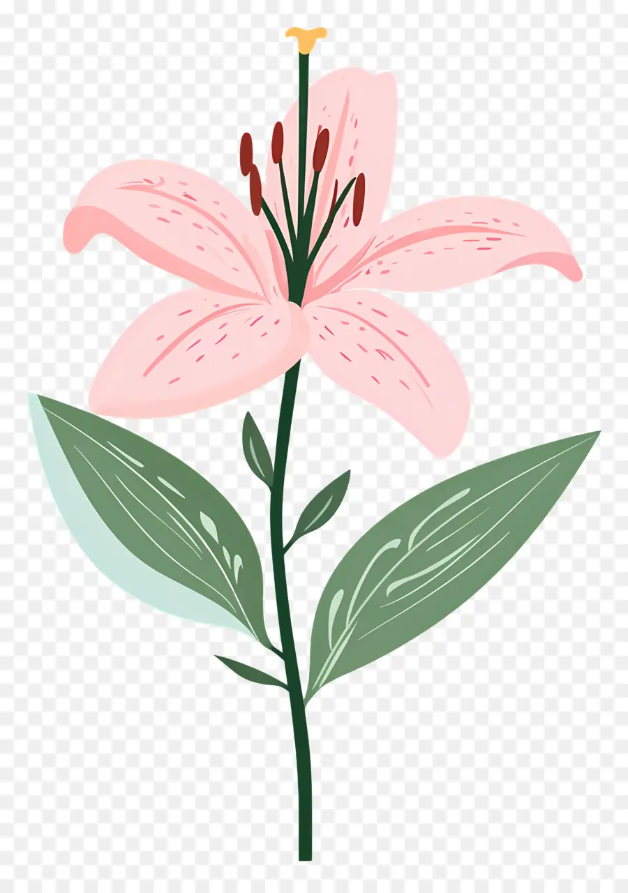 Flor De Lírio Rosa，Flor Rosa PNG