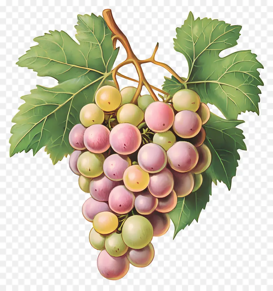 Cacho De Uva，Uvas PNG