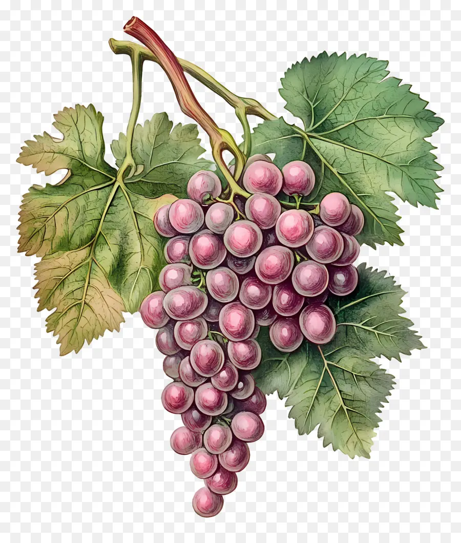 Cacho De Uva，Uvas PNG