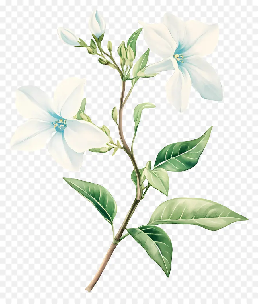 Flor De Jasmim，Flor Branca PNG