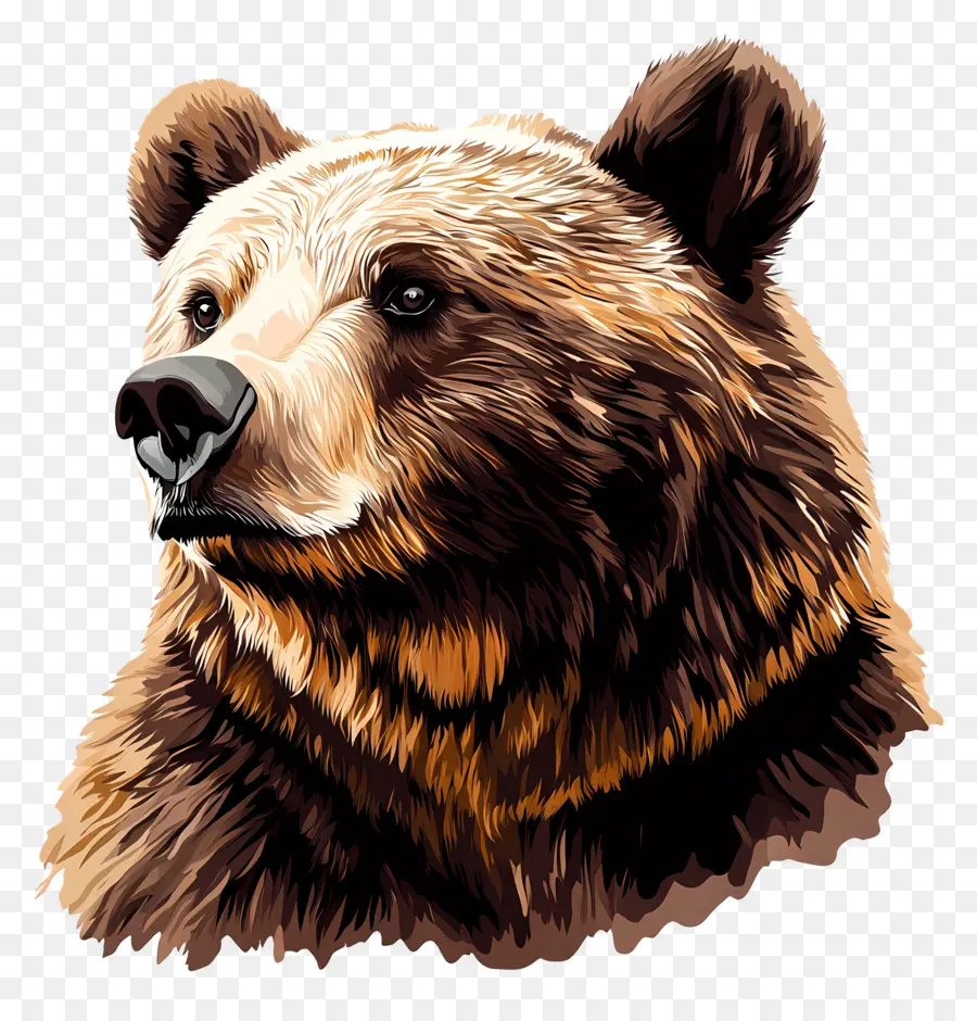 Urso Pardo，Urso PNG