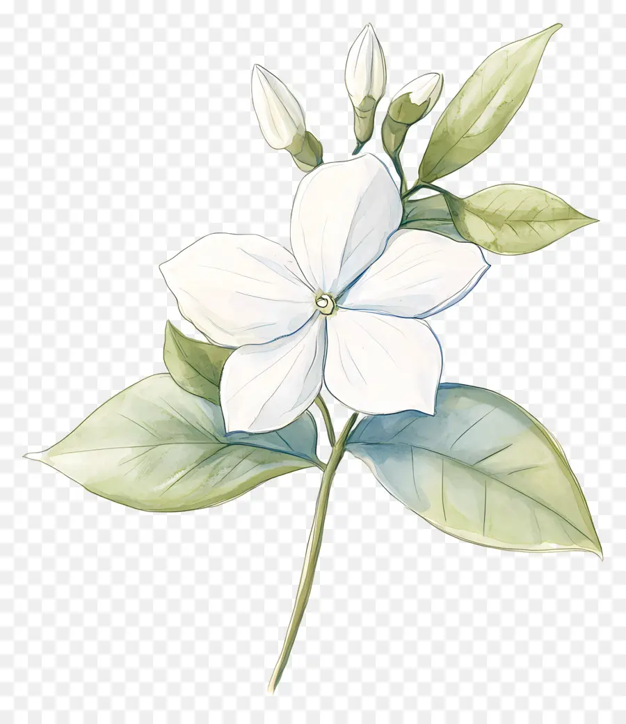 Flor De Jasmim，Flor Branca PNG