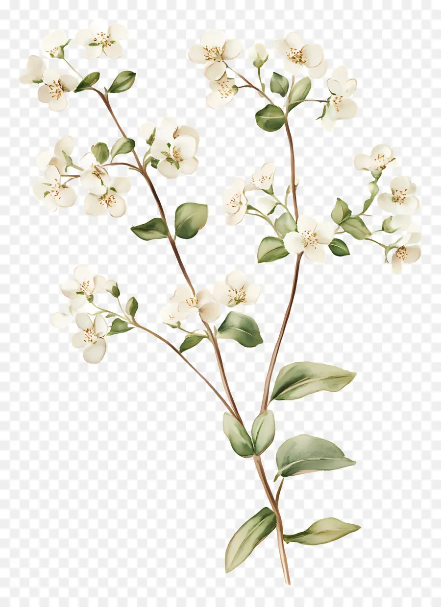 Grama De Escorbuto Em Flor，Flores Brancas PNG