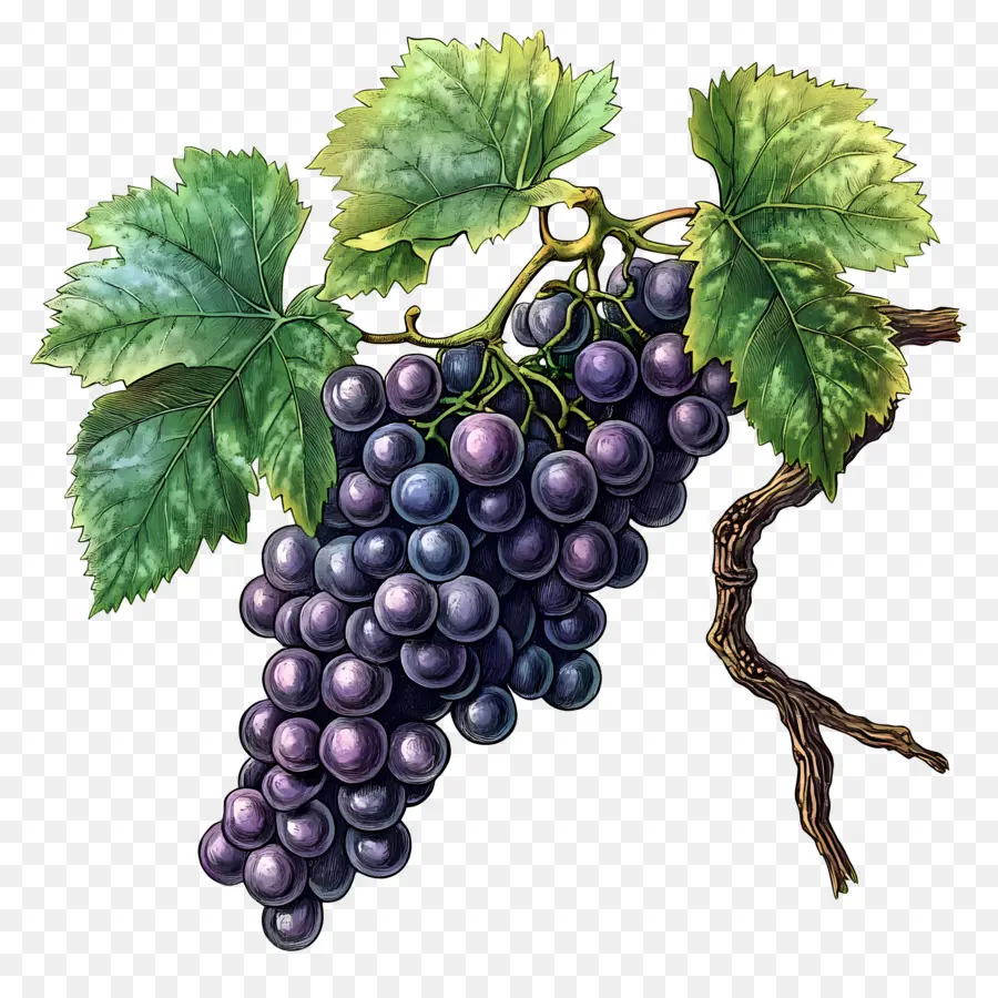 Cacho De Uvas，Uvas PNG