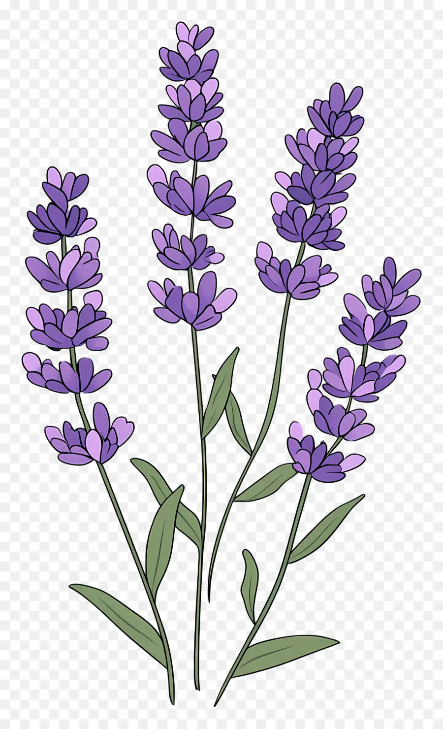 Flor De Lavanda，Lavanda PNG