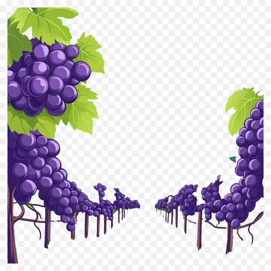 Vinhedo，Uvas PNG