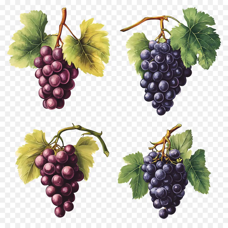 Cacho De Uvas，Uvas PNG