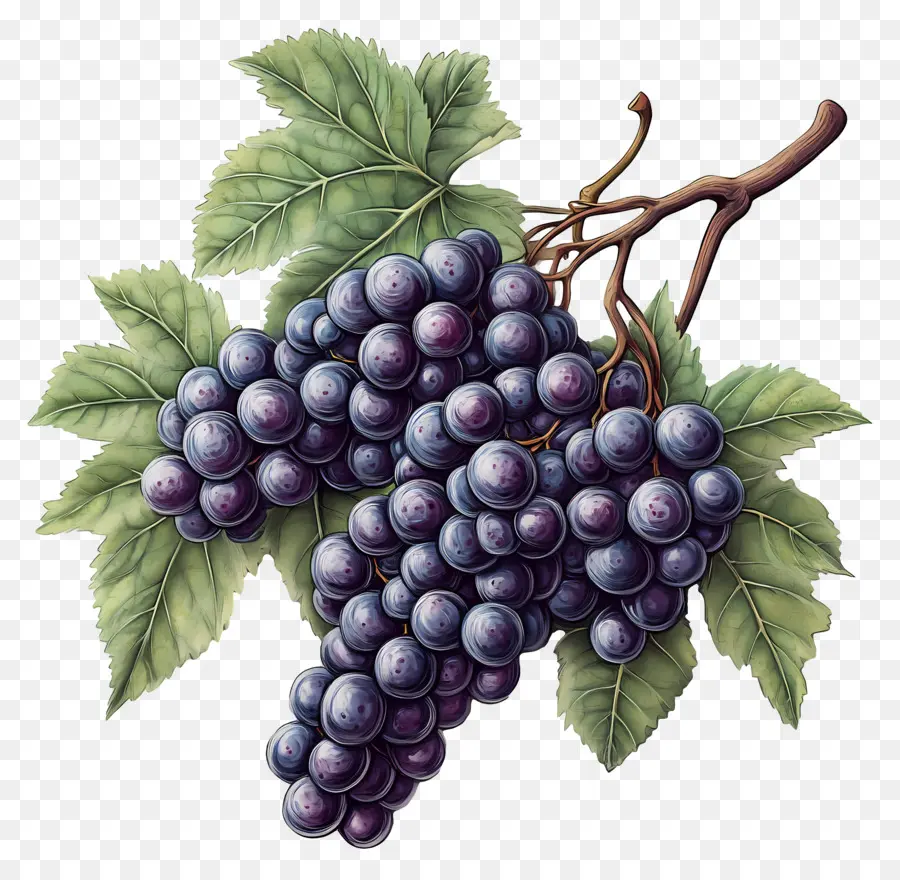 Cacho De Uvas，Uvas PNG