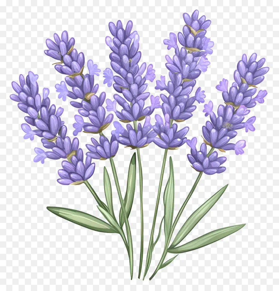 Buquê De Lavanda，Lavanda PNG