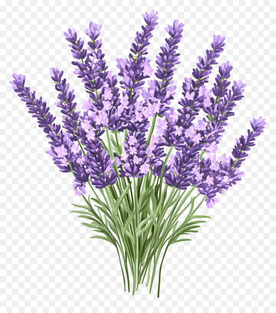 Buquê De Lavanda，Lavanda PNG