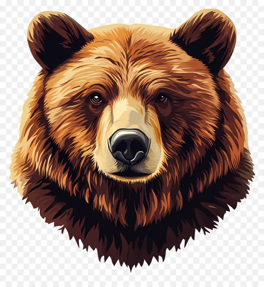 Urso Pardo，Urso PNG