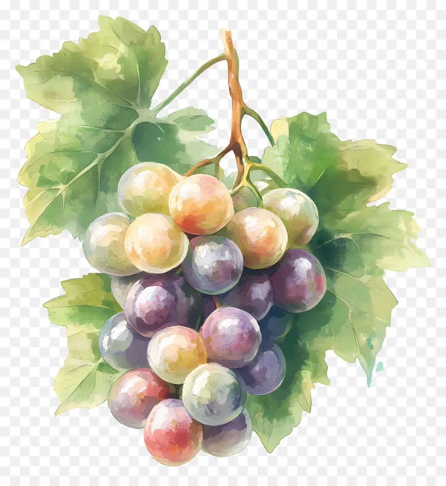 Cacho De Uva，Uvas PNG