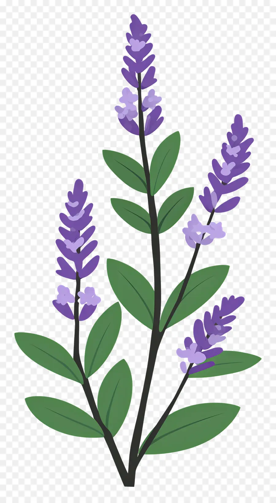 Flor De Lavanda，Lavanda PNG