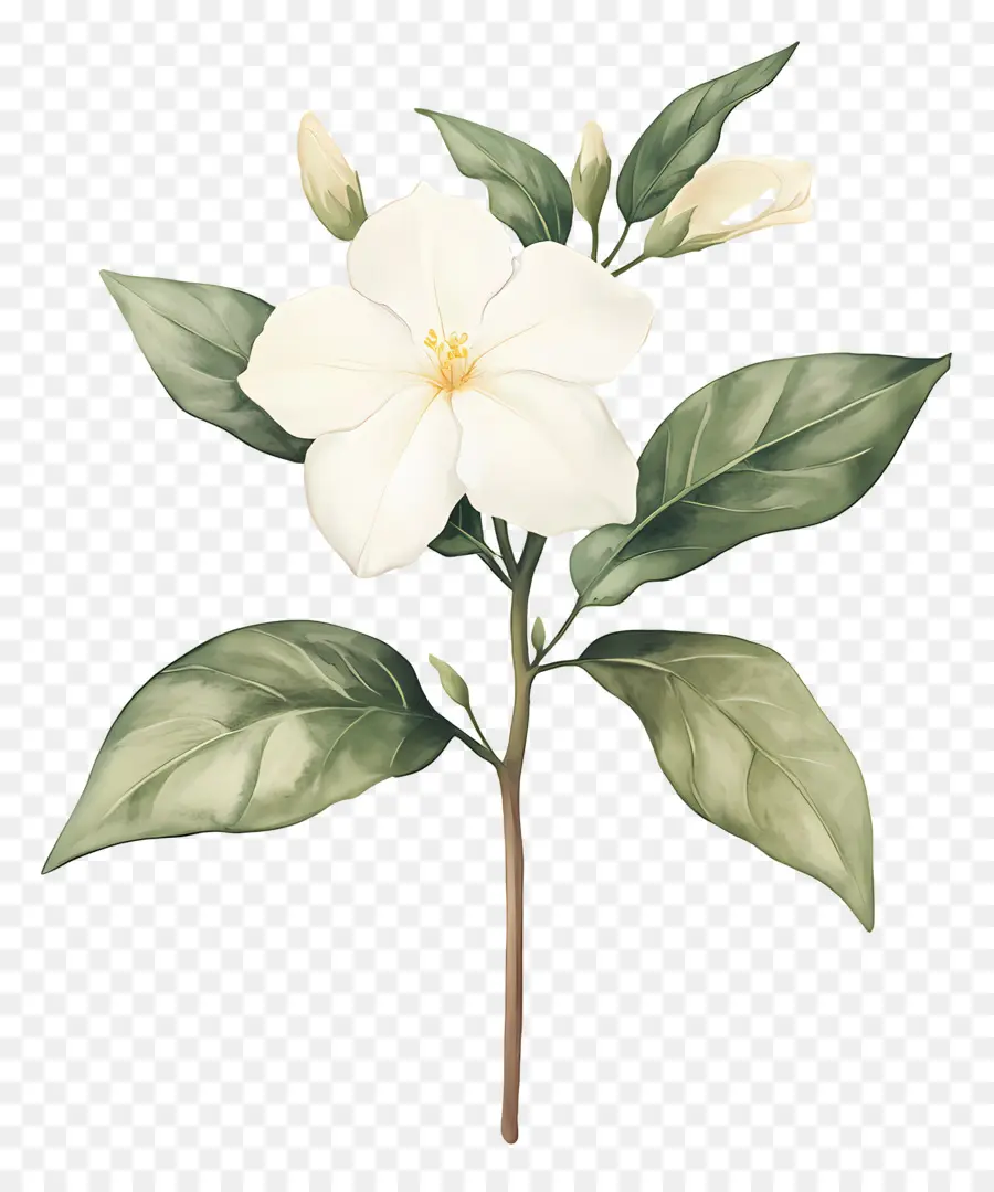 Flor De Jasmim，Flor Branca PNG